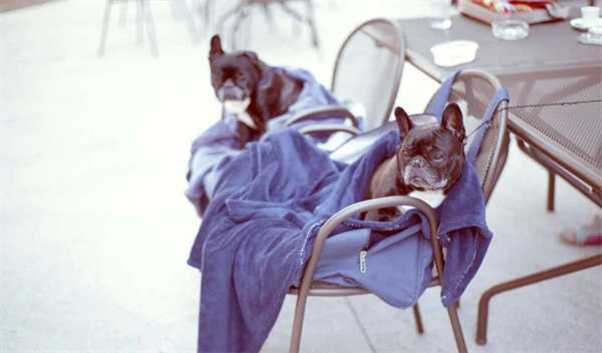 犬の撫で方完全ガイド｜初対面でも仲良くなれる正しい接し方