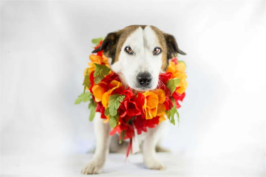 愛犬を失った時の悲しみの乗り越え方7選【ペットロス体験談】